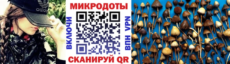 Купить  Красный Кут  Псилоцибиновые грибы мицелий 